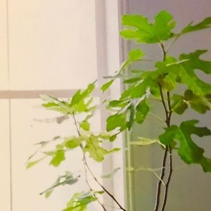 Meet your Posher, Sona